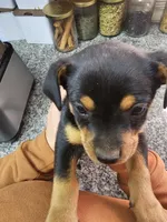 jinx, a female Chihuahua and Miniature Pinscher for sale in Modesto, CA – Photo 3 of 3