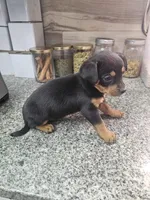 jinx, a female Chihuahua and Miniature Pinscher for sale in Modesto, CA – Photo 2 of 3