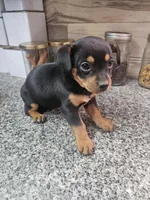 jinx, a female Chihuahua and Miniature Pinscher for sale in Modesto, CA – Photo 1 of 3