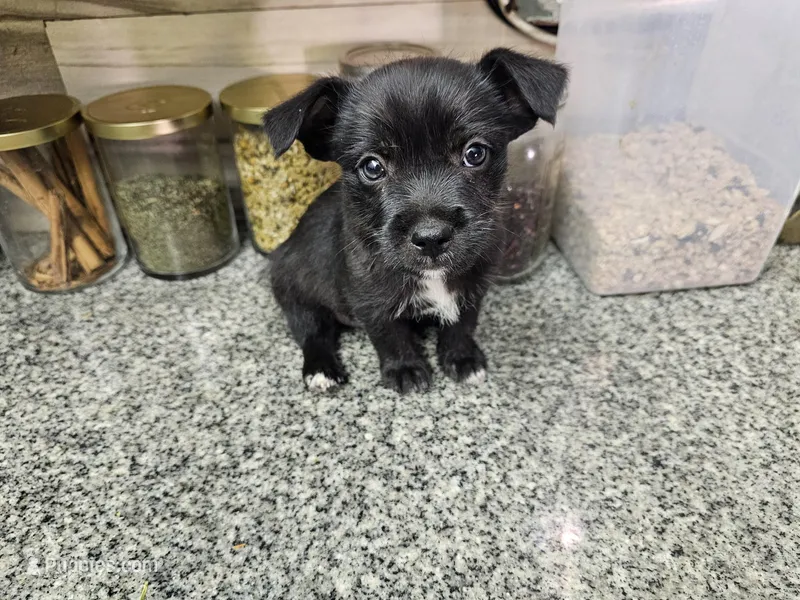 Smokey – Chihuahua, Miniature Pinscher puppy for sale in Modesto, CA