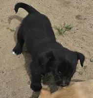 Smokey, a male Chihuahua and Miniature Pinscher for sale in Modesto, CA – Photo 3 of 3