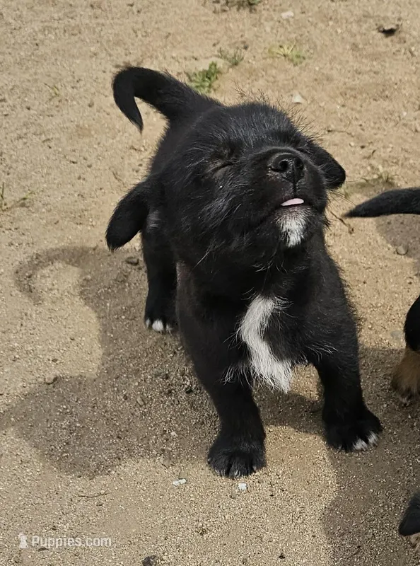 Smokey – Chihuahua, Miniature Pinscher puppy for sale in Modesto, CA