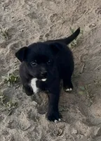 Smokey, a male Chihuahua and Miniature Pinscher for sale in Modesto, CA – Photo 2 of 3