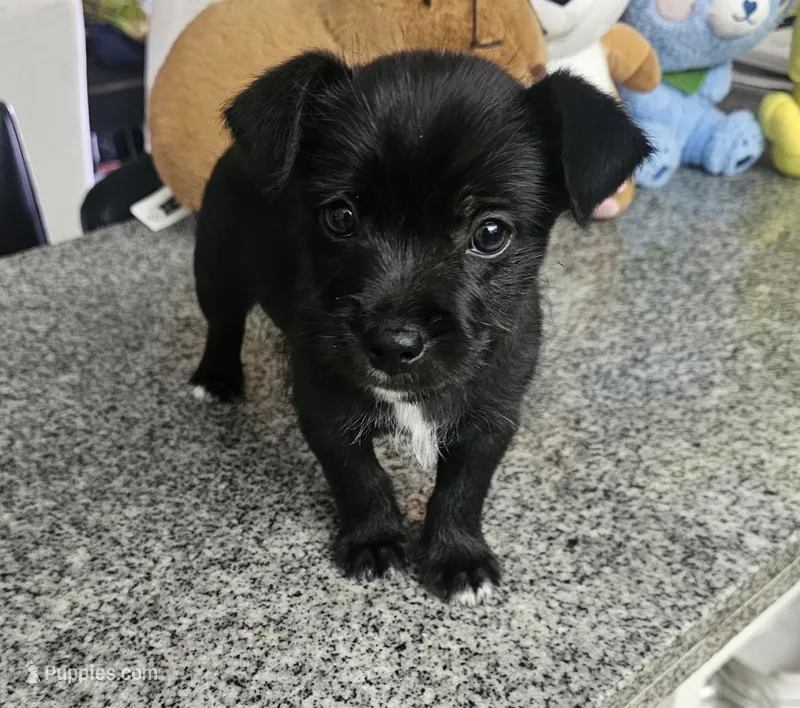 Smokey – Chihuahua, Miniature Pinscher puppy for sale in Modesto, CA