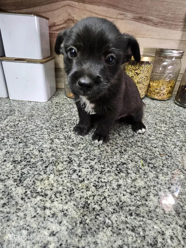 Smokey – Chihuahua, Miniature Pinscher puppy for sale in Modesto, CA