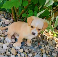 Peaches , a female Yorkipoo and Chihuahua for sale in Ogilvie, MN – 5 of 10