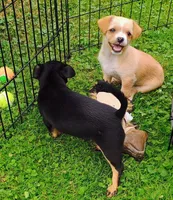 Peaches , a female Yorkipoo and Chihuahua for sale in Ogilvie, MN – 9 of 10