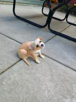 Peaches , a female Yorkipoo and Chihuahua for sale in Ogilvie, MN – 10 of 10