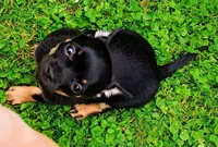 Betty, a female Yorkipoo and Chihuahua for sale in Ogilvie, MN – 3 of 10