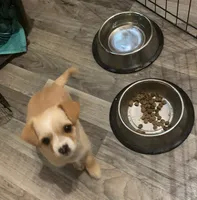 Peaches , a female Yorkipoo and Chihuahua for sale in Ogilvie, MN – 7 of 10