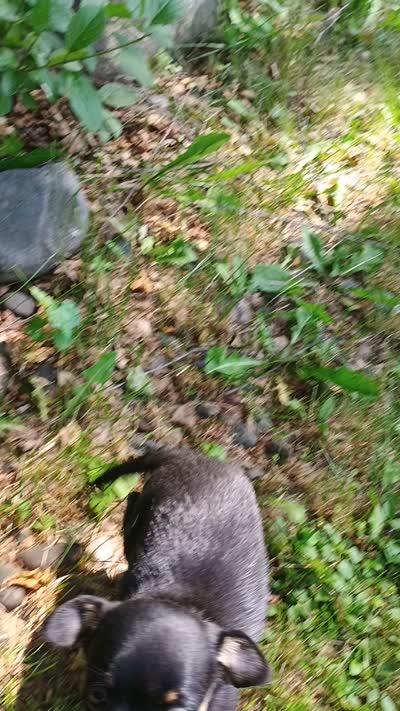 Peaches , a female Yorkipoo and Chihuahua for sale in Ogilvie, MN – 3 of 10