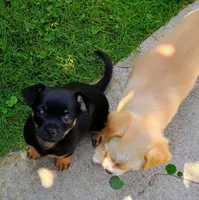 Betty, a female Yorkipoo and Chihuahua for sale in Ogilvie, MN – 4 of 10