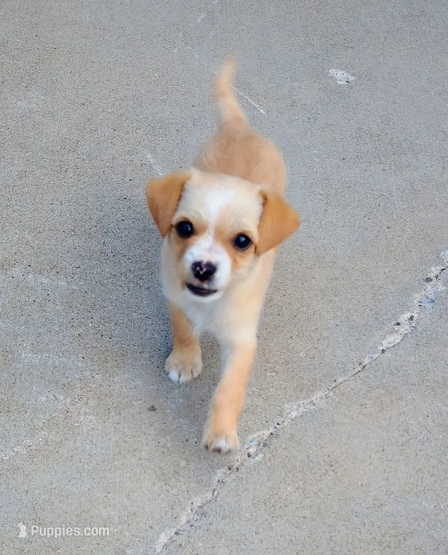 Peaches  – Yorkipoo, Chihuahua puppy for sale in Ogilvie, MN