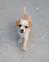 Peaches , a female Yorkipoo and Chihuahua for sale in Ogilvie, MN – 1 of 10