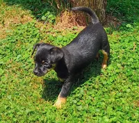 Betty, a female Yorkipoo and Chihuahua for sale in Ogilvie, MN – 2 of 10