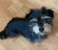 Peaches , a female Yorkipoo and Chihuahua for sale in Ogilvie, MN – 6 of 10