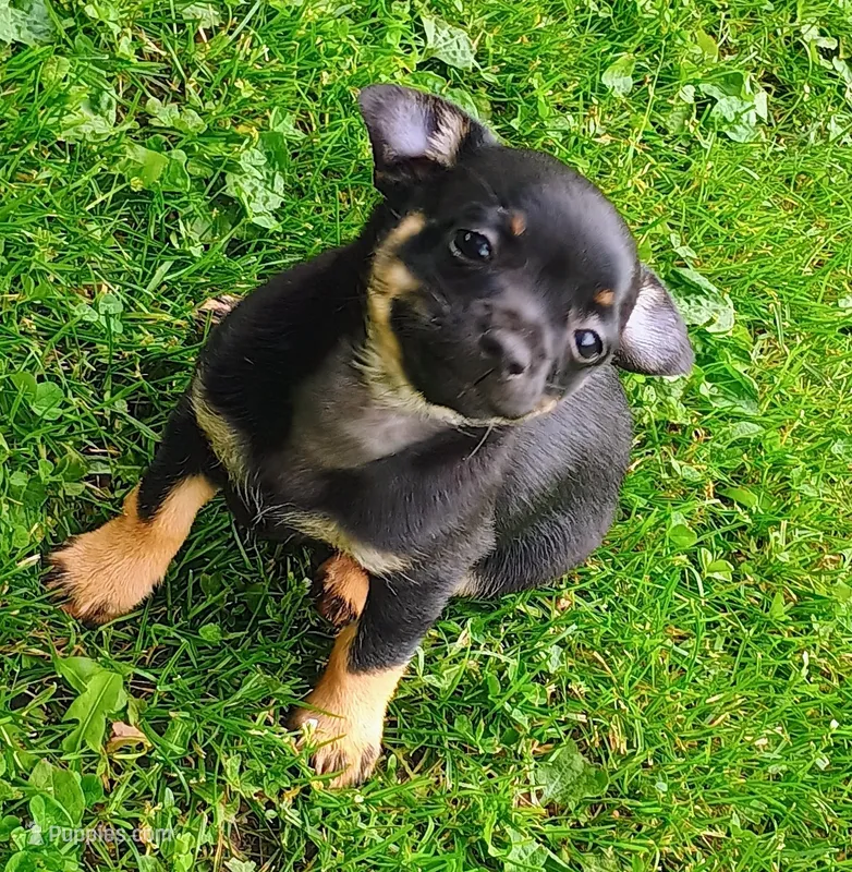 Betty – Yorkipoo, Chihuahua puppy on hold in Ogilvie, MN