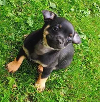 Betty, a female Yorkipoo and Chihuahua for sale in Ogilvie, MN – 1 of 10