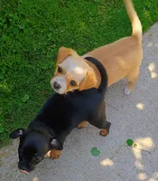Peaches , a female Yorkipoo and Chihuahua for sale in Ogilvie, MN – 8 of 10