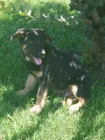 Bricee, a male German Shepherd Dog for sale in Warner Robins, GA – 2 of 2