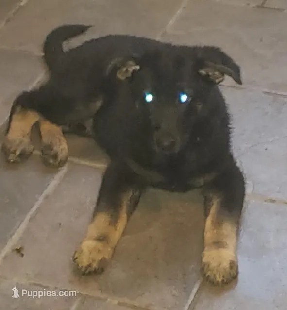 Honest – German Shepherd Dog puppy for sale in Warner Robins, GA