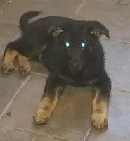 Honest, a female German Shepherd Dog for sale in Warner Robins, GA – 1 of 1