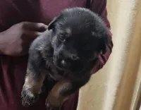 Milo, a male German Shepherd Dog for sale in Warner Robins, GA – 1 of 1