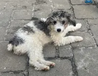 Monkey , a female Cockapoo and Poodle - Miniature  for sale in Birdsboro, PA – 2 of 3