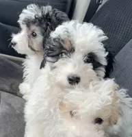 Monkey , a female Cockapoo and Poodle - Miniature  for sale in Birdsboro, PA – 3 of 3