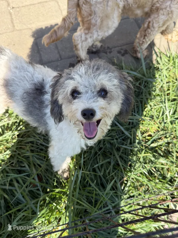 Monkey  – Cockapoo, Poodle - Miniature  puppy for sale in Birdsboro, PA