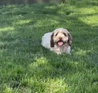Prunella, a female Cockapoo for sale in Birdsboro, PA – Photo 2 of 5