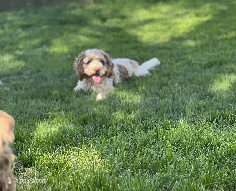 Prunella, a female Cockapoo for sale in Birdsboro, PA – Photo 1 of 5