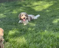 Prunella, a female Cockapoo for sale in Birdsboro, PA – Photo 1 of 5