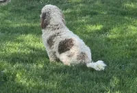 Prunella, a female Cockapoo for sale in Birdsboro, PA – Photo 4 of 5