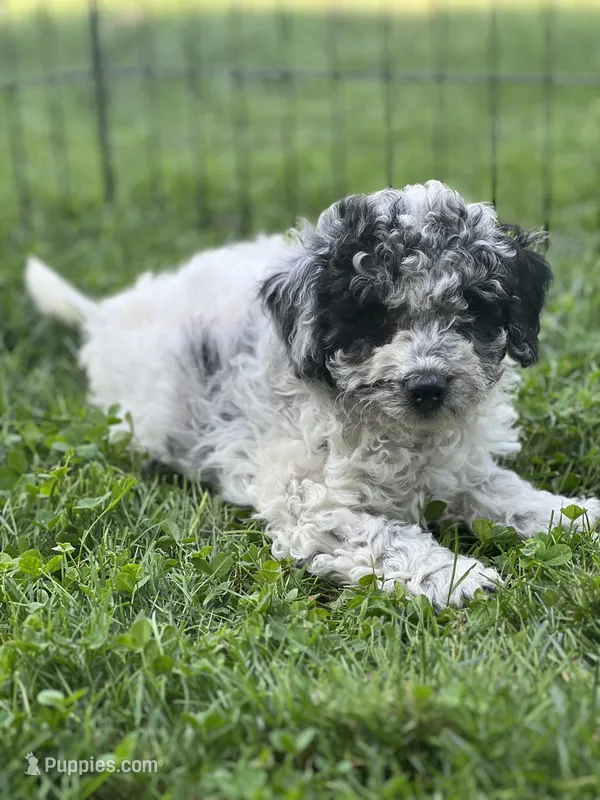Monkey  – Cockapoo, Poodle - Miniature  puppy for sale in Birdsboro, PA
