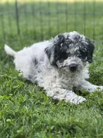 Monkey , a female Cockapoo and Poodle - Miniature  for sale in Birdsboro, PA – 1 of 3