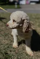 Arlo, a male Poodle - Miniature  for sale in Birdsboro, PA – Photo 2 of 3