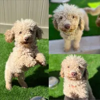 Arlo, a male Poodle - Miniature  for sale in Birdsboro, PA – Photo 3 of 3