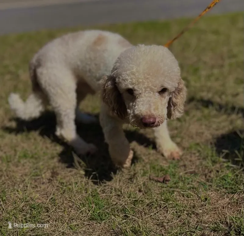 Arlo, a male Poodle - Miniature  for sale in Birdsboro, PA – Photo 1 of 3