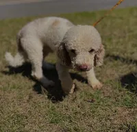 Arlo, a male Poodle - Miniature  for sale in Birdsboro, PA – Photo 1 of 3