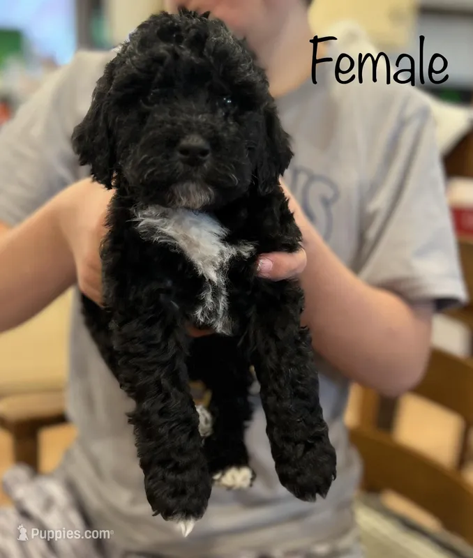Sage, a female Cockapoo for sale in Birdsboro, PA – Photo 1 of 5