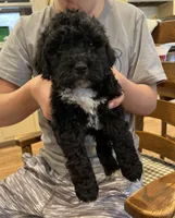 Sage, a female Cockapoo for sale in Birdsboro, PA – Photo 4 of 5