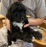 Sage, a female Cockapoo for sale in Birdsboro, PA – Photo 3 of 5