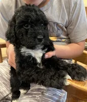 Sage, a female Cockapoo for sale in Birdsboro, PA – Photo 2 of 5