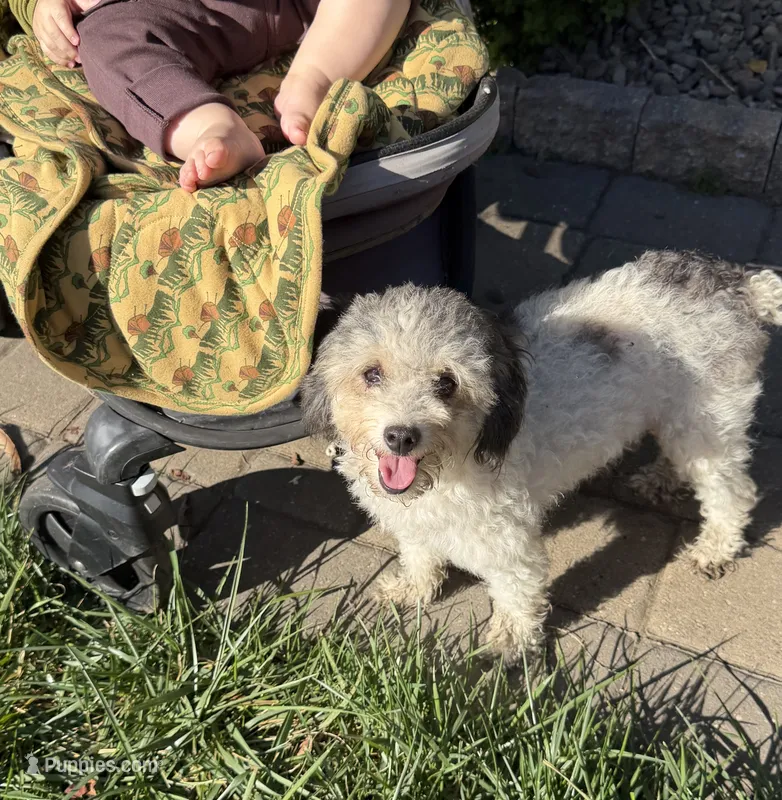 Monkey  – Cockapoo, Poodle - Miniature  puppy for sale in Birdsboro, PA