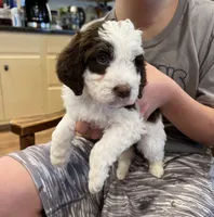 Mochi, a female Cockapoo for sale in Birdsboro, PA – Photo 5 of 5