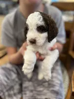 Mochi, a female Cockapoo for sale in Birdsboro, PA – Photo 4 of 5