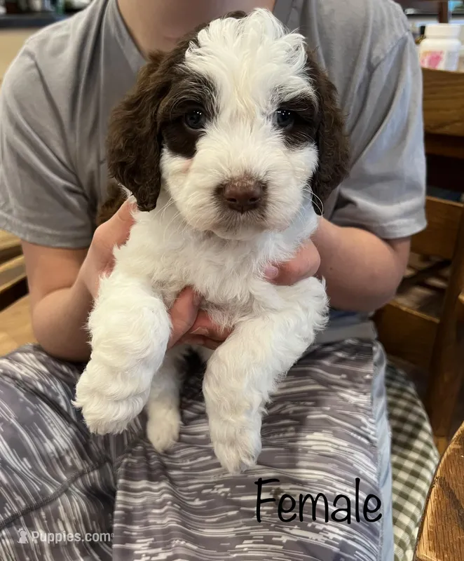Mochi, a female Cockapoo for sale in Birdsboro, PA – Photo 1 of 5