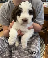 Mochi, a female Cockapoo for sale in Birdsboro, PA – Photo 1 of 5