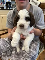Mochi, a female Cockapoo for sale in Birdsboro, PA – Photo 3 of 5